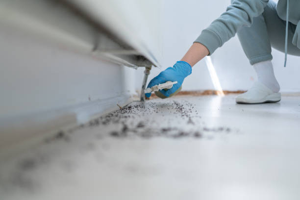 Best Termite Control Services  in Wheelersburg, OH